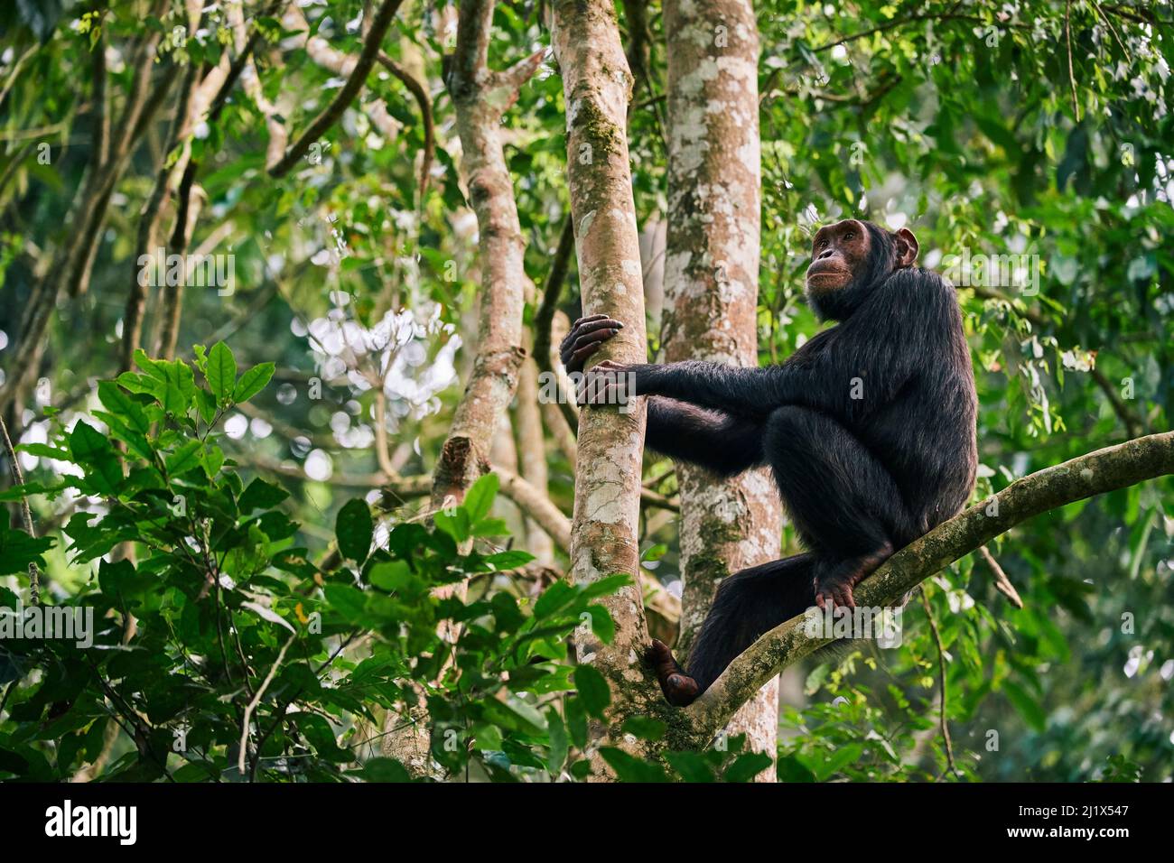 Chimpanzee (Pan troglodytes schweinfurthii)  male sitting in a tree. Kibale National Park, Uganda, Africa Stock Photo