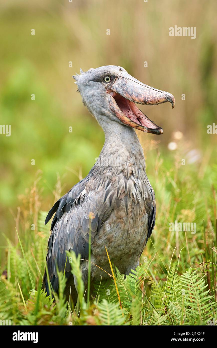 Shoebill stork (Balaeniceps rex) in the swamps of Mabamba, Lake Victoria, Uganda. Stock Photo