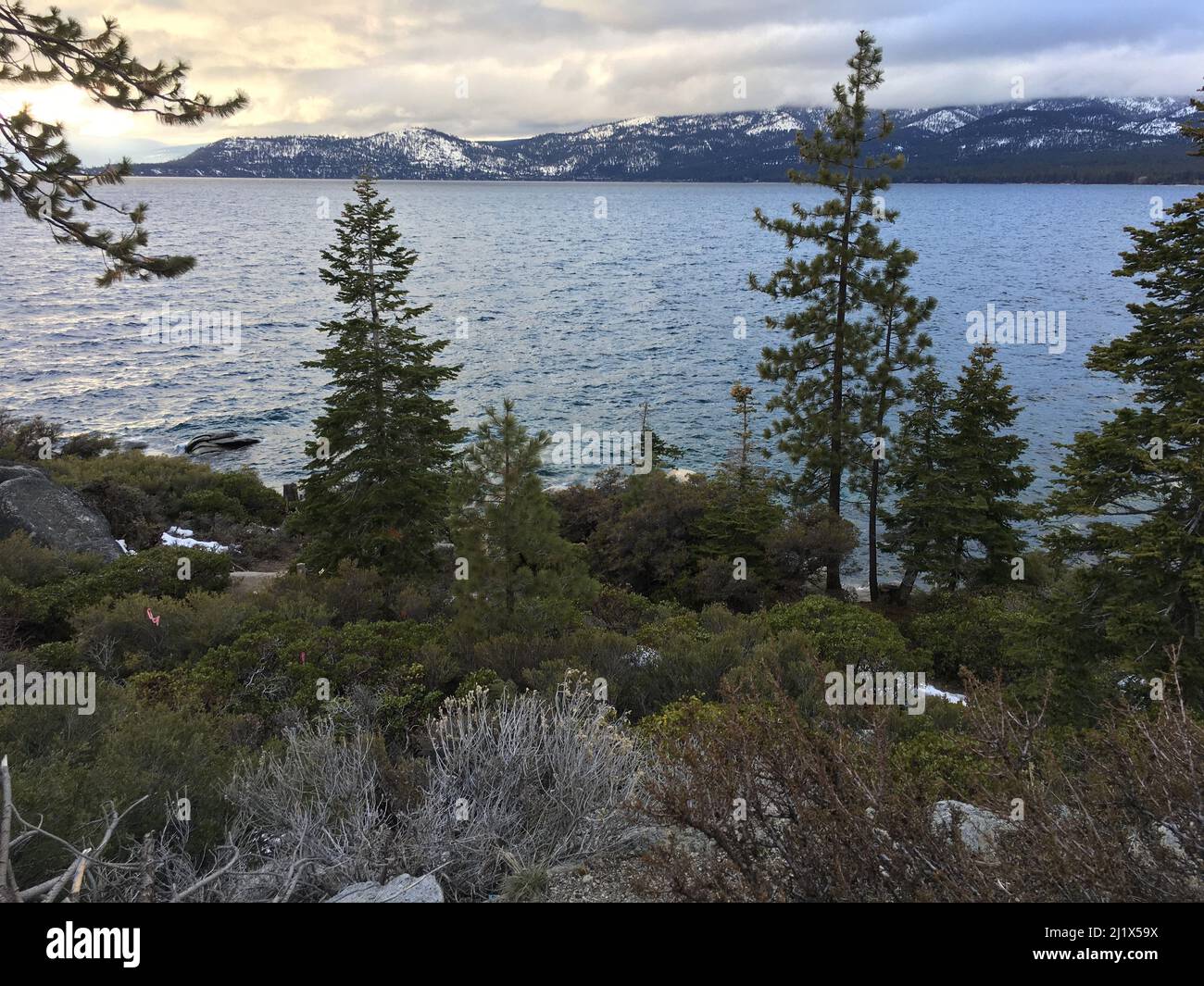 The beautiful landscape with pine trees and the sea Stock Photo - Alamy