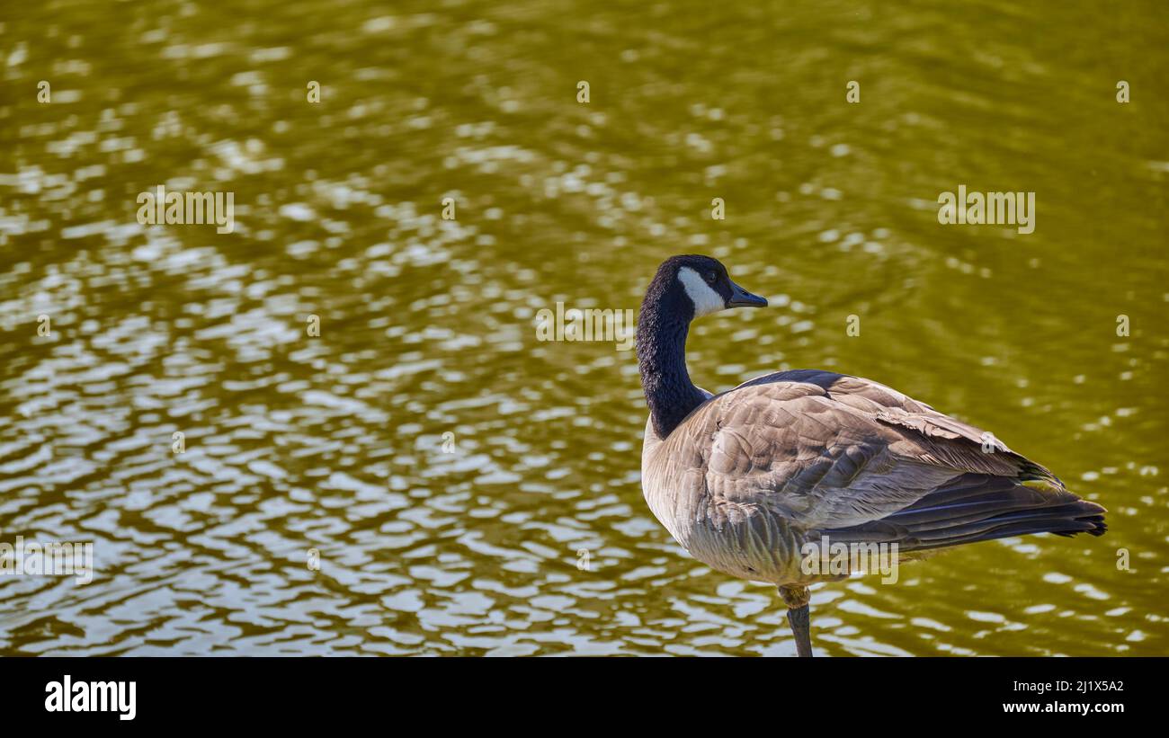 A closeup of the Canada goose isolated on green water background. Branta canadensis. Stock Photo