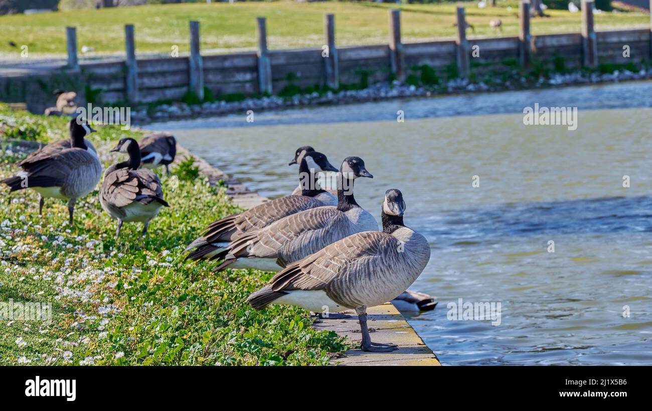 A closeup of the Canada geese on the shore. Branta canadensis. Stock Photo