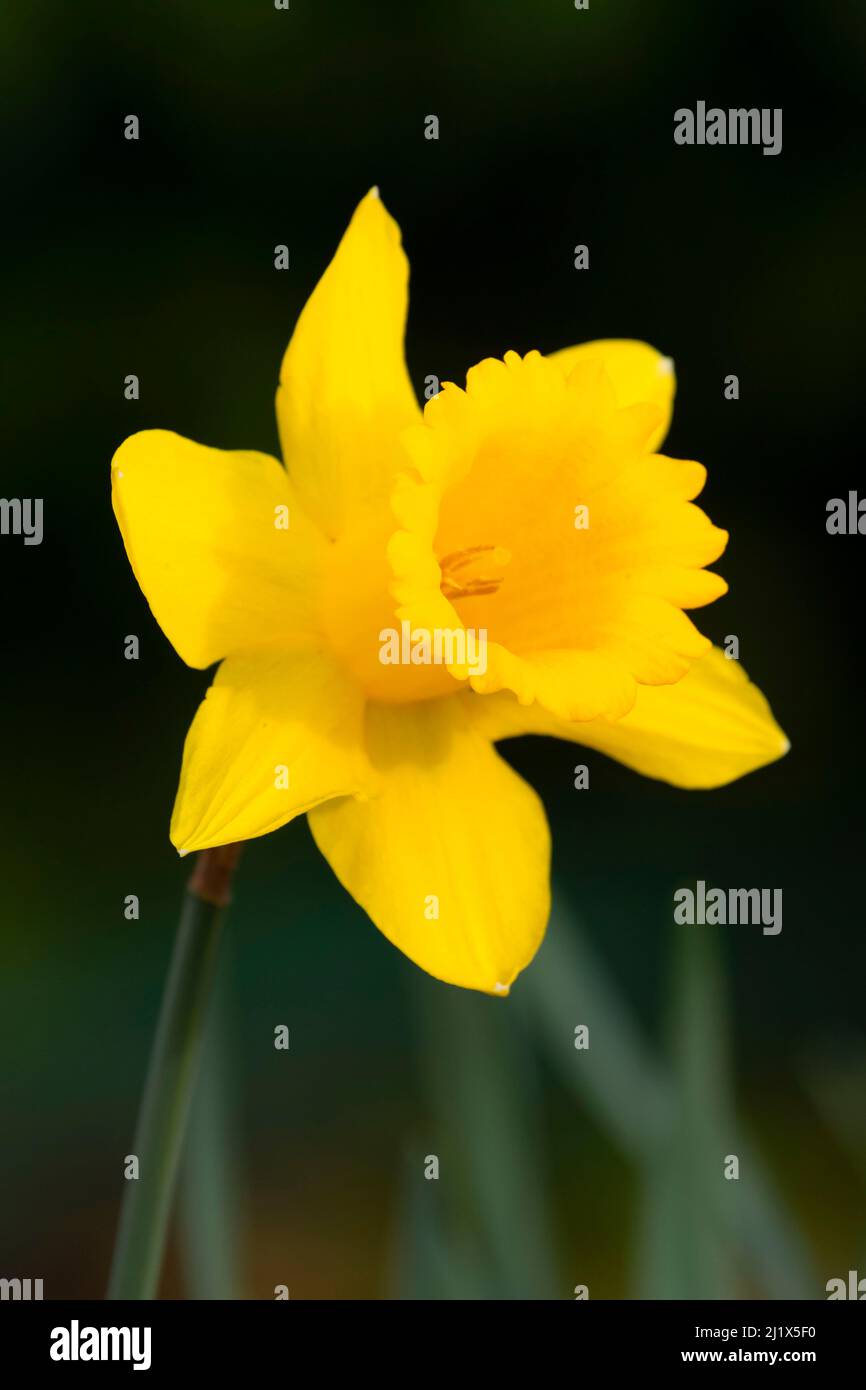 Daffodil, Bushs Pasture Park, Salem, Oregon Stock Photo Alamy