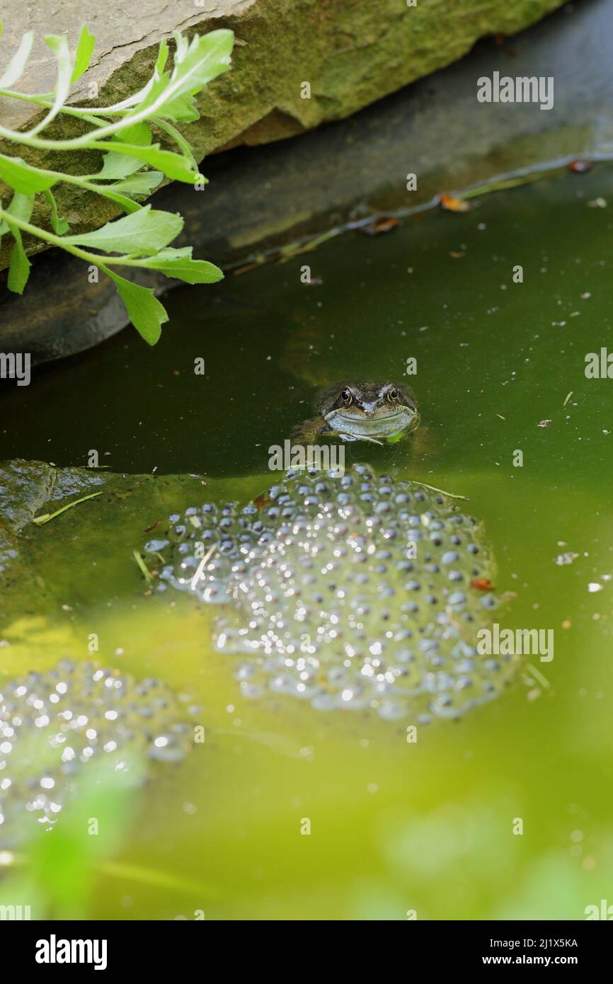 A common frog with a collection of frog spawn sitting on top of the