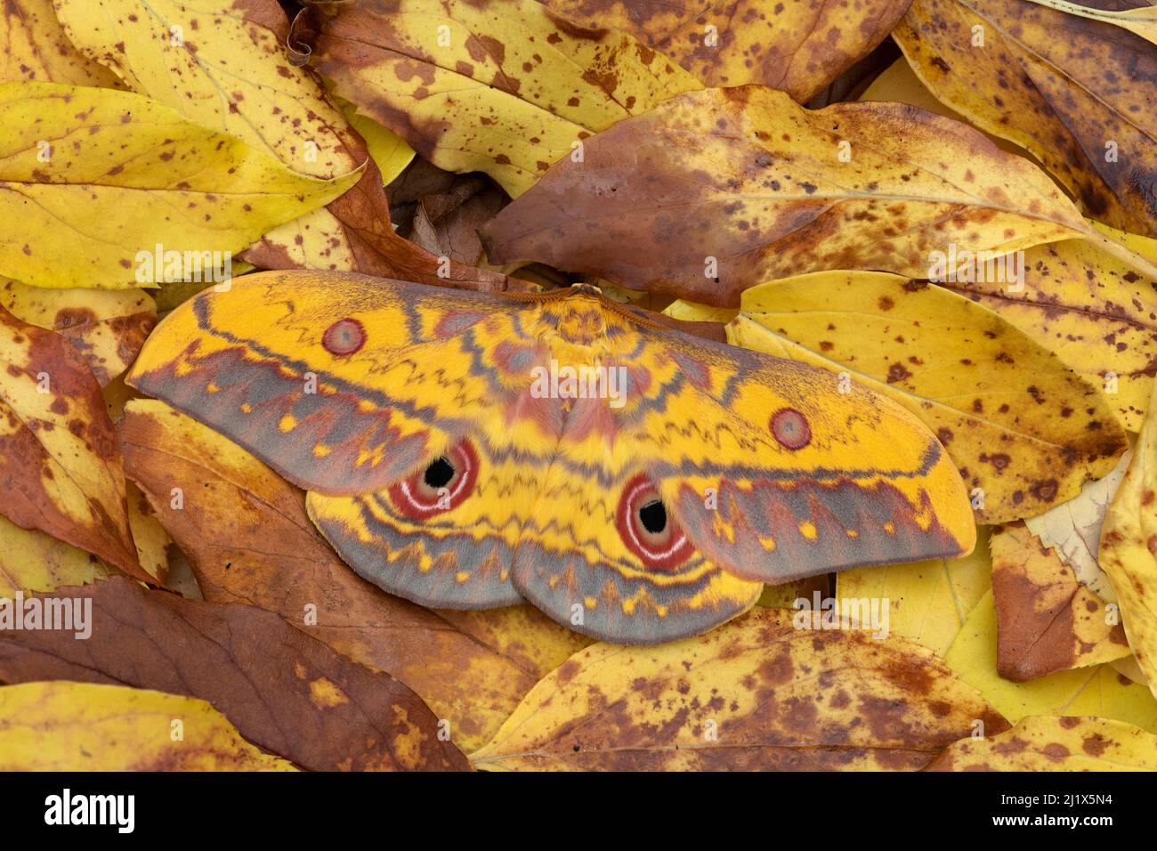 Saturniid moth (Aurivillius triramis), Laraganga Mole National Park ...