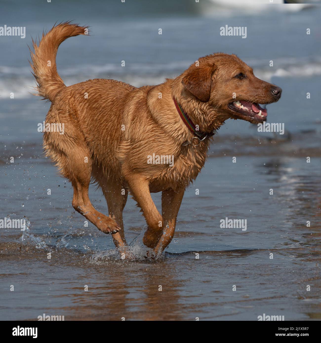 fox red labrador Stock Photo - Alamy