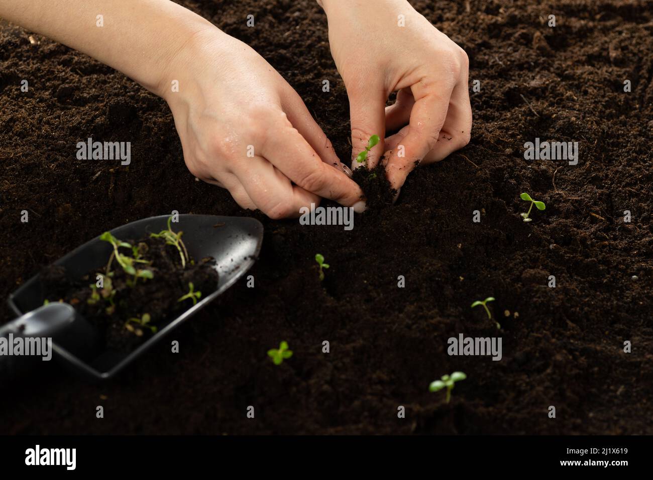 The farmer's hand is planting young sprouts into the soil. Growing vegetable seeds on seed soil in gardening metaphor, agriculture concept. Sowing Stock Photo