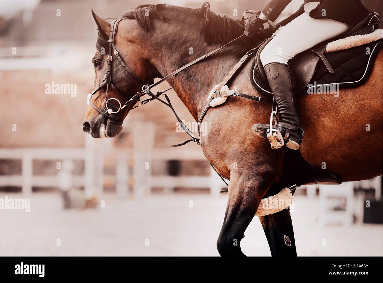 A beautiful bay fast horse gallops around the arena at equestrian show