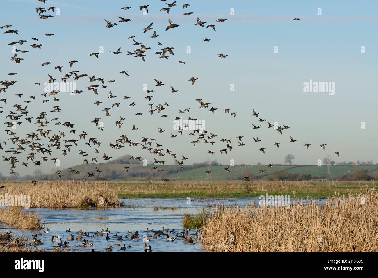 Dense flock of Common teal (Anas crecca) with a few Wigeon (Anas penelope) and Northern shoveler (Anas clypeata) in flight over others resting on part Stock Photo