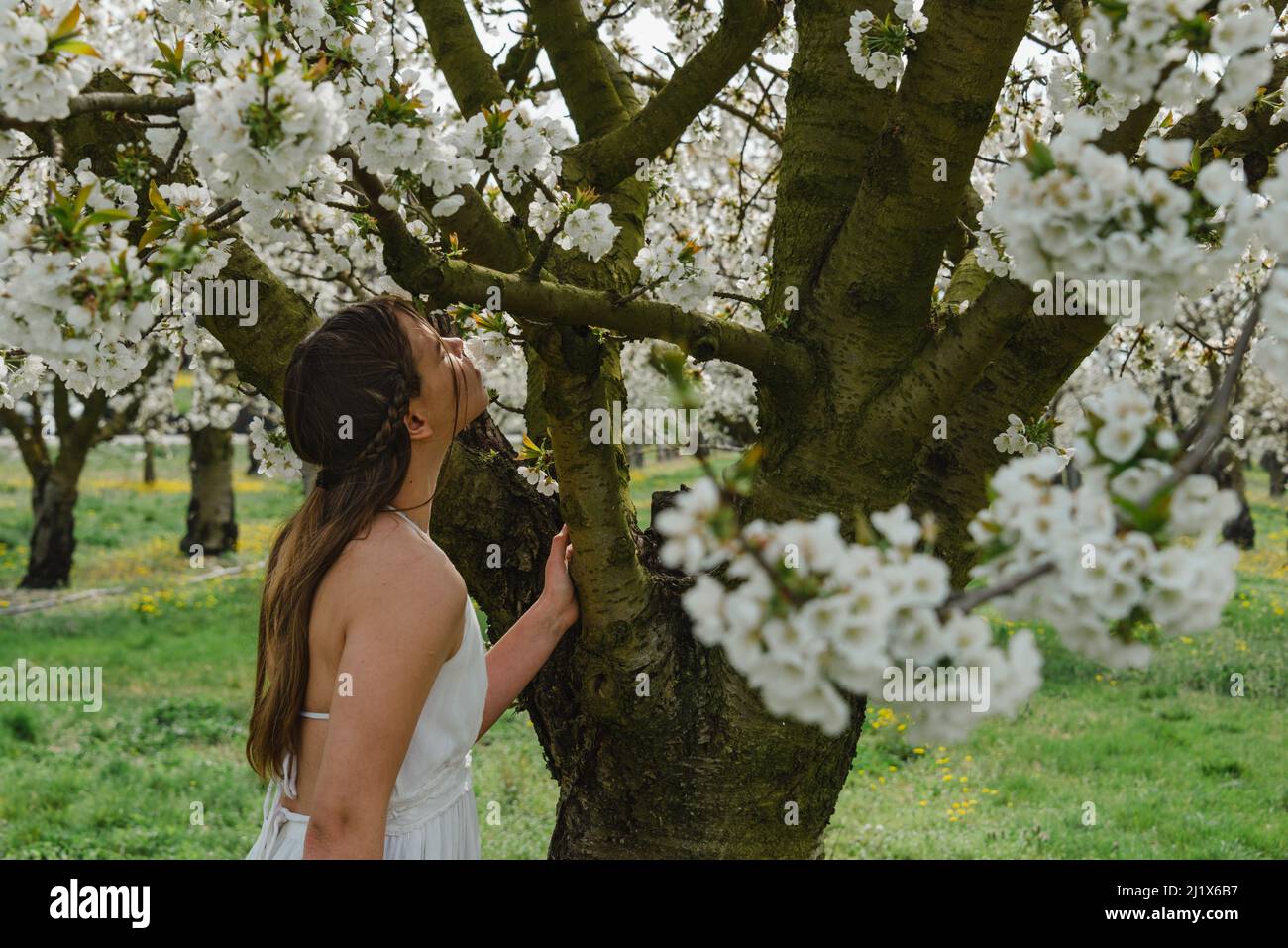 portrait of a young woman in cherry orchard with trees in blossom smelling the flowers. spring summer image . Stock Photo