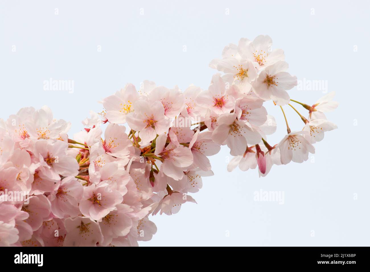 Cherry blossoms, State Capitol State Park, Salem, Oregon Stock Photo