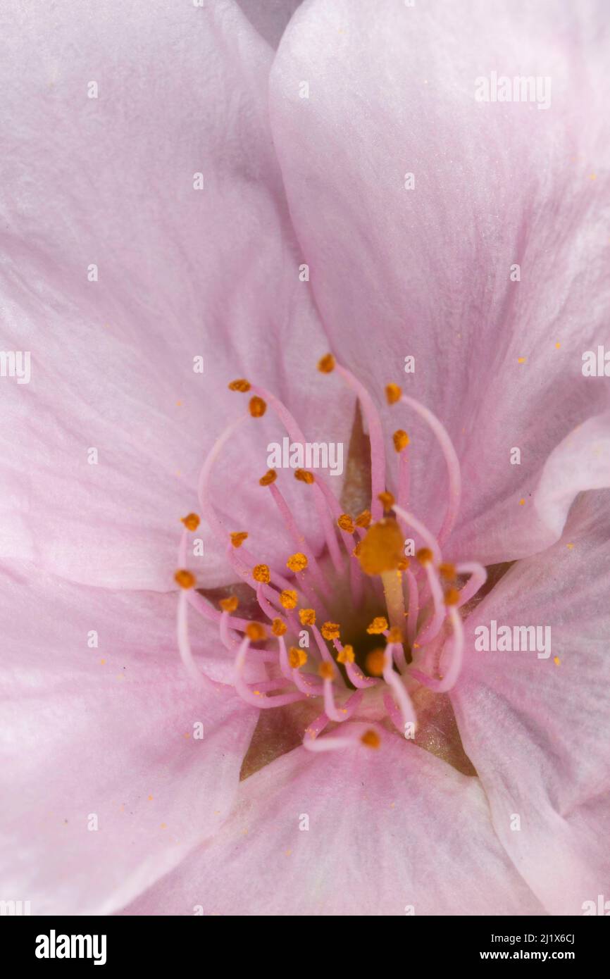 Cherry blossom, State Capitol State Park, Salem, Oregon Stock Photo Alamy