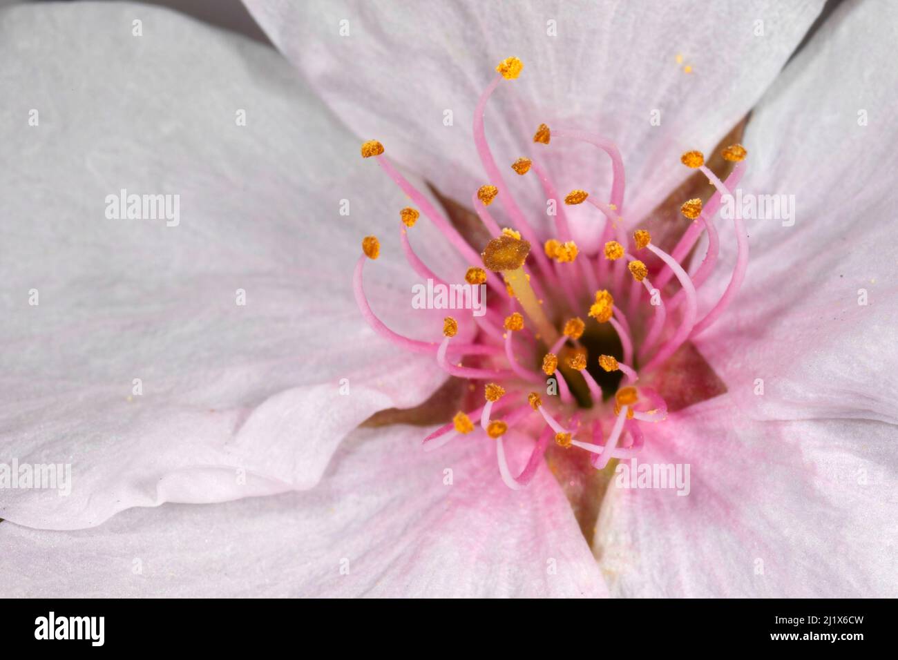 Cherry blossom, State Capitol State Park, Salem, Oregon Stock Photo Alamy