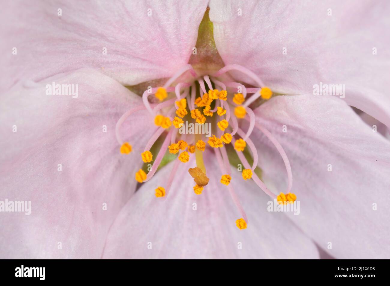 Cherry blossom, State Capitol State Park, Salem, Oregon Stock Photo Alamy