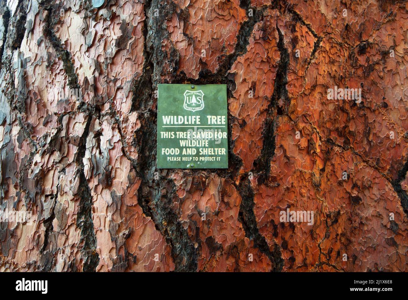 Ponderosa pine (Pinus ponderosa) wildlife tree sign, Metolius Wild and Scenic River, Deschutes National Forest, Oregon Stock Photo