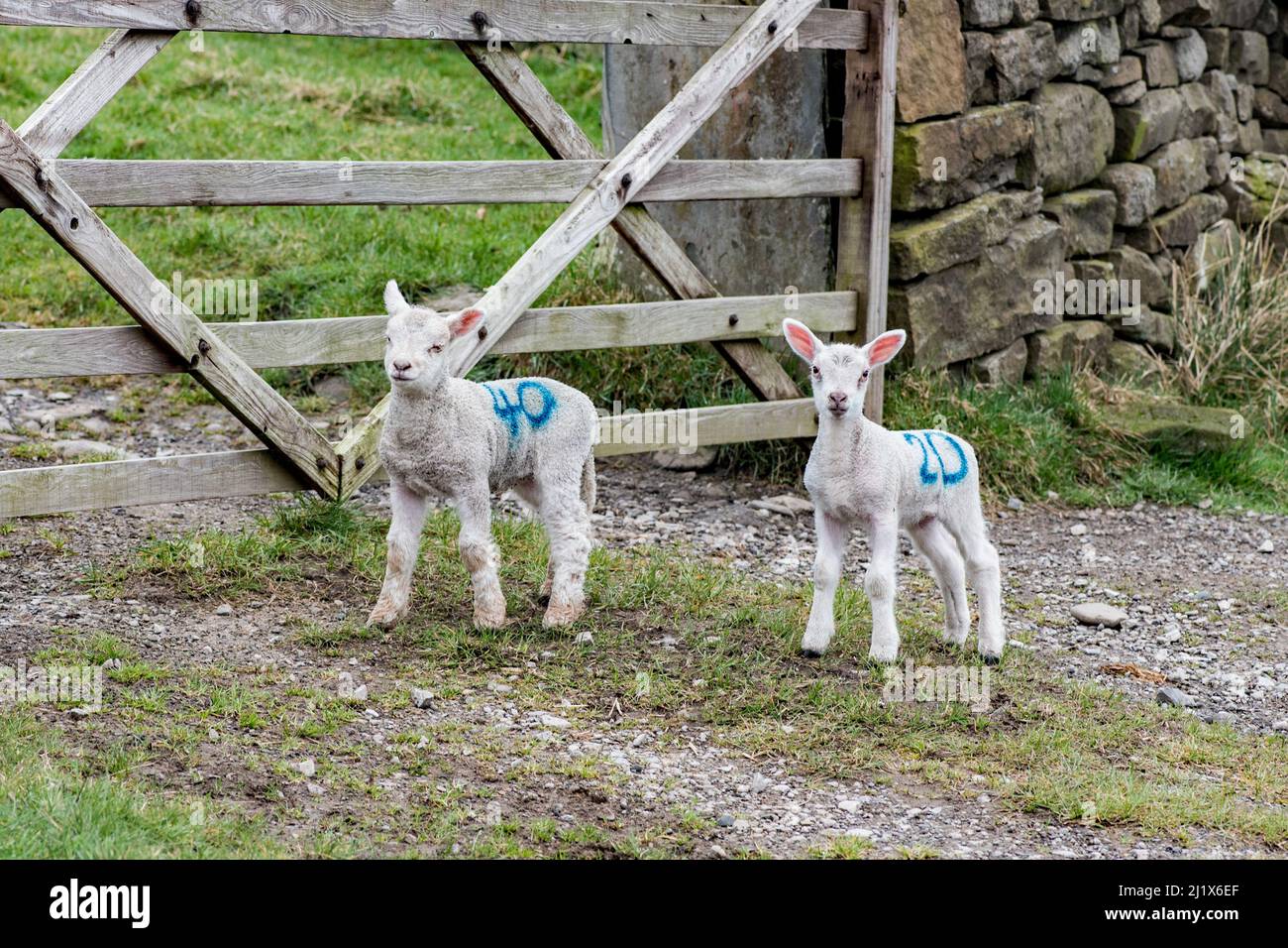 Lambs  have wriggled under a farm gate and stand confused as to how to get back to their mothers Stock Photo