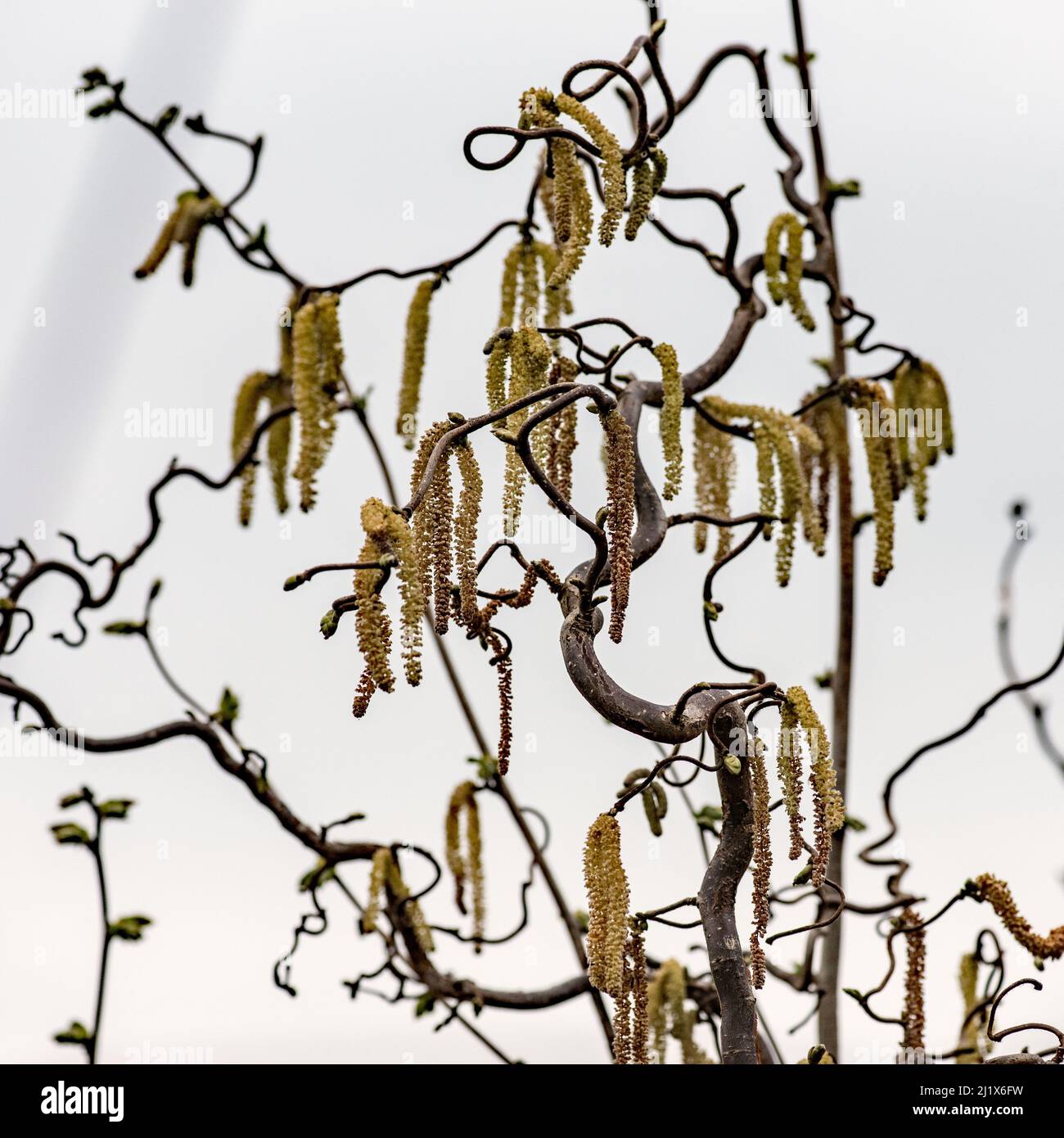 Highly contorted and twisted branches hi-res stock photography and