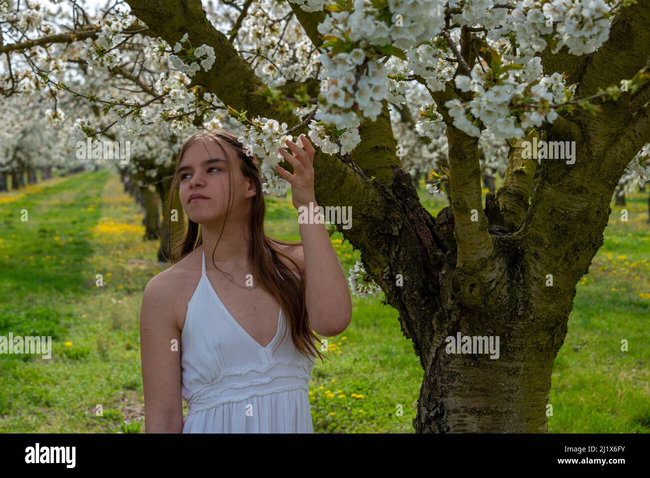 portrait of a young woman in cherry orchard with trees in blossom. spring summer image . Stock Photo