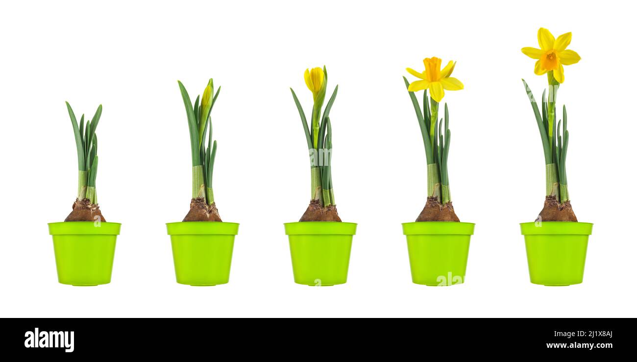Growth stages of a yellow narcissus from flower bulb to blooming flower isolated on a white background Stock Photo