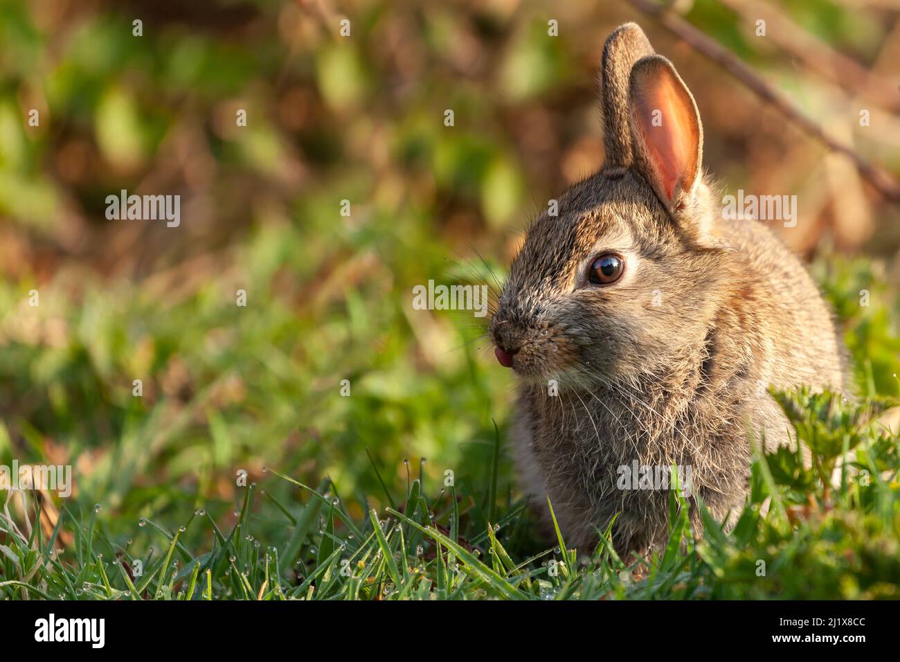 Cute baby wild rabbit sat in the morning sunrise close up in a field of grass. Copy space and text space to the left Stock Photo