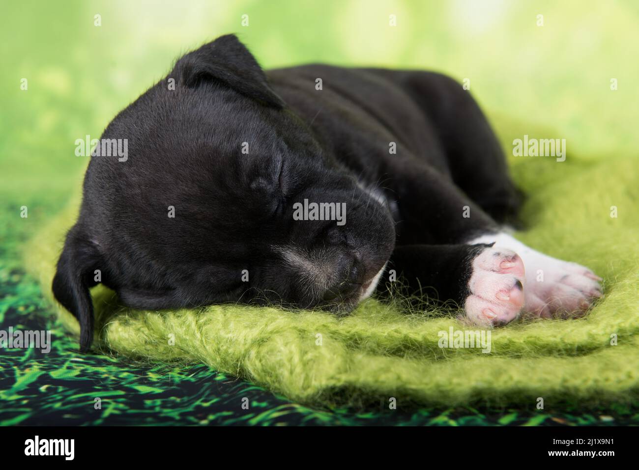 Black and white American Staffordshire Terrier dog or AmStaff puppy on green background Stock Photo