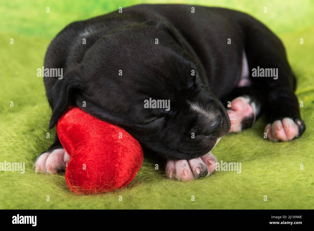 Black and white American Staffordshire Terrier puppy with red heart Stock Photo