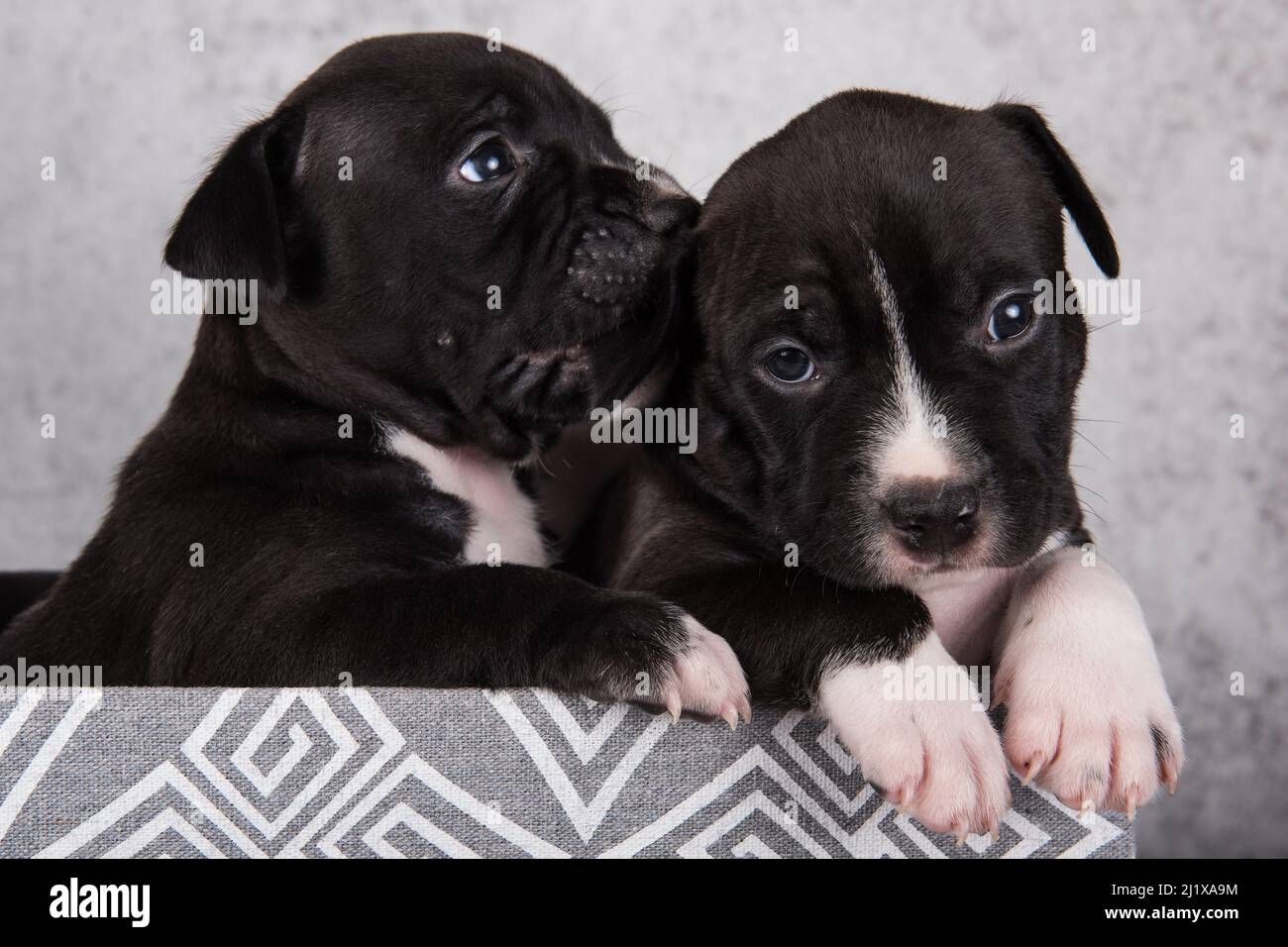 Black and white American Staffordshire Terrier dogs or AmStaff puppies Stock Photo