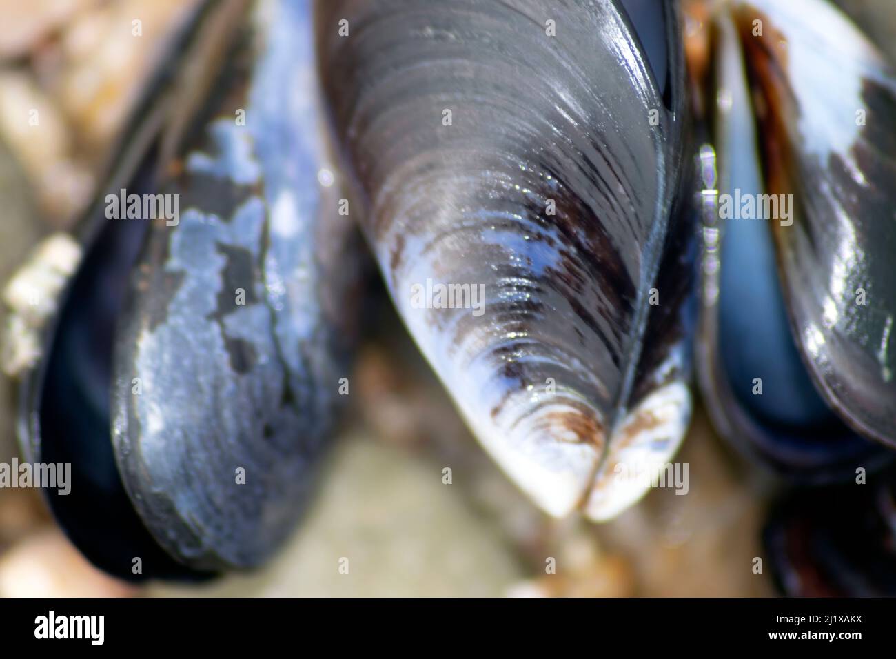 Ocean theme or ocean abstract for wallpaper use or composition. Playa or beach themes with mussels on the sand. Ocean food. Edible molusc Stock Photo