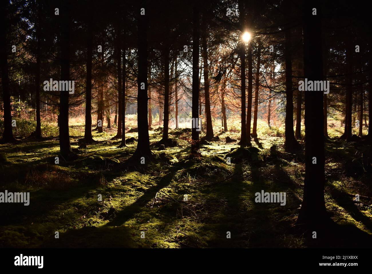 trees casting long shadows in bavarian forest Stock Photo