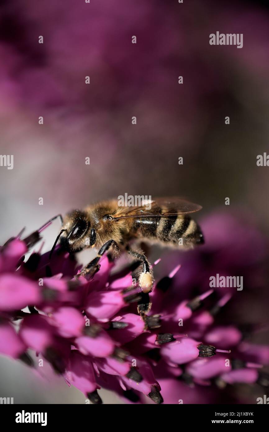 honey bee on a flower Stock Photo