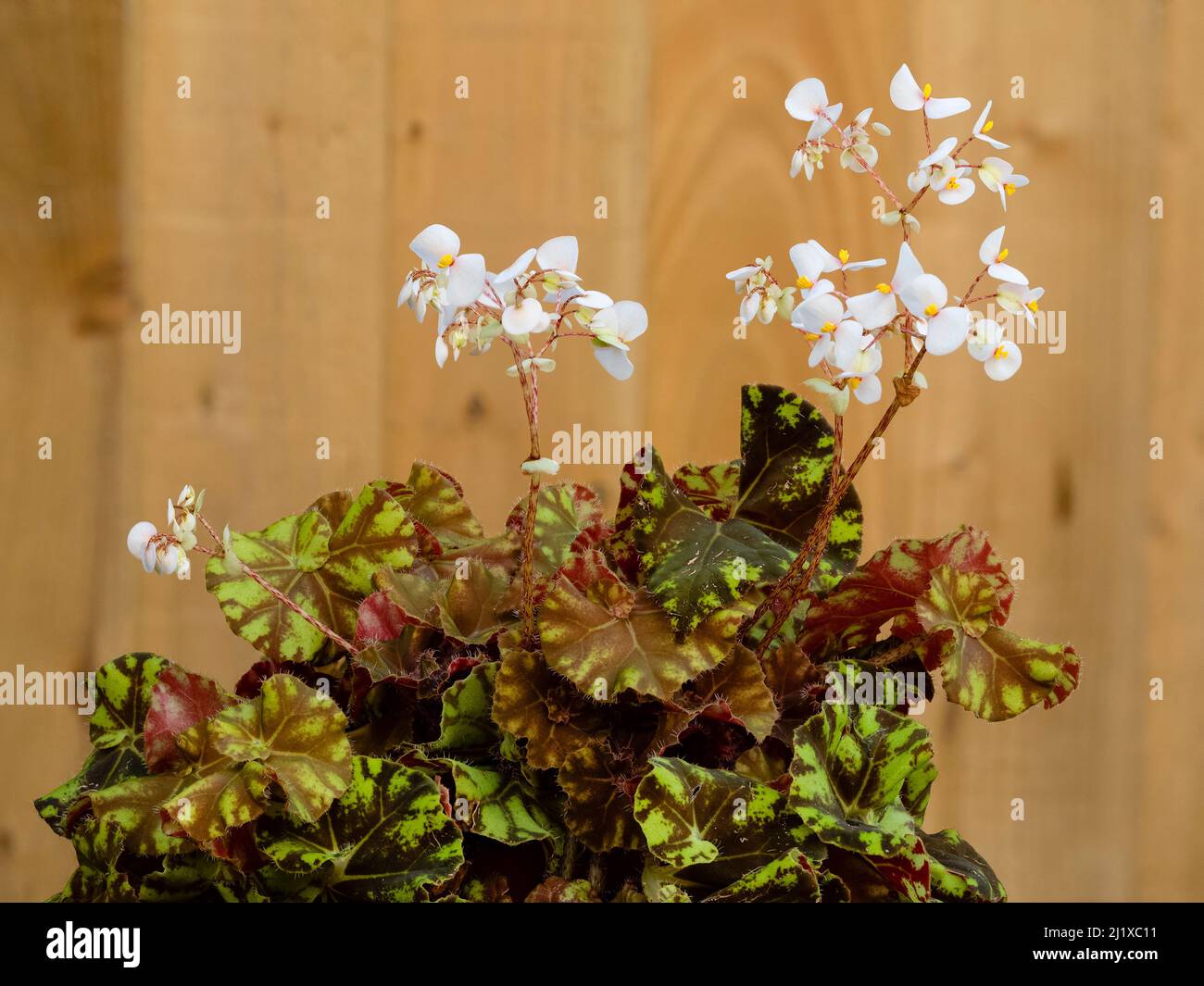 White spring flowers stand over the brown and yellow green foliage of the tender house plant, Begonia 'Zumba' Stock Photo