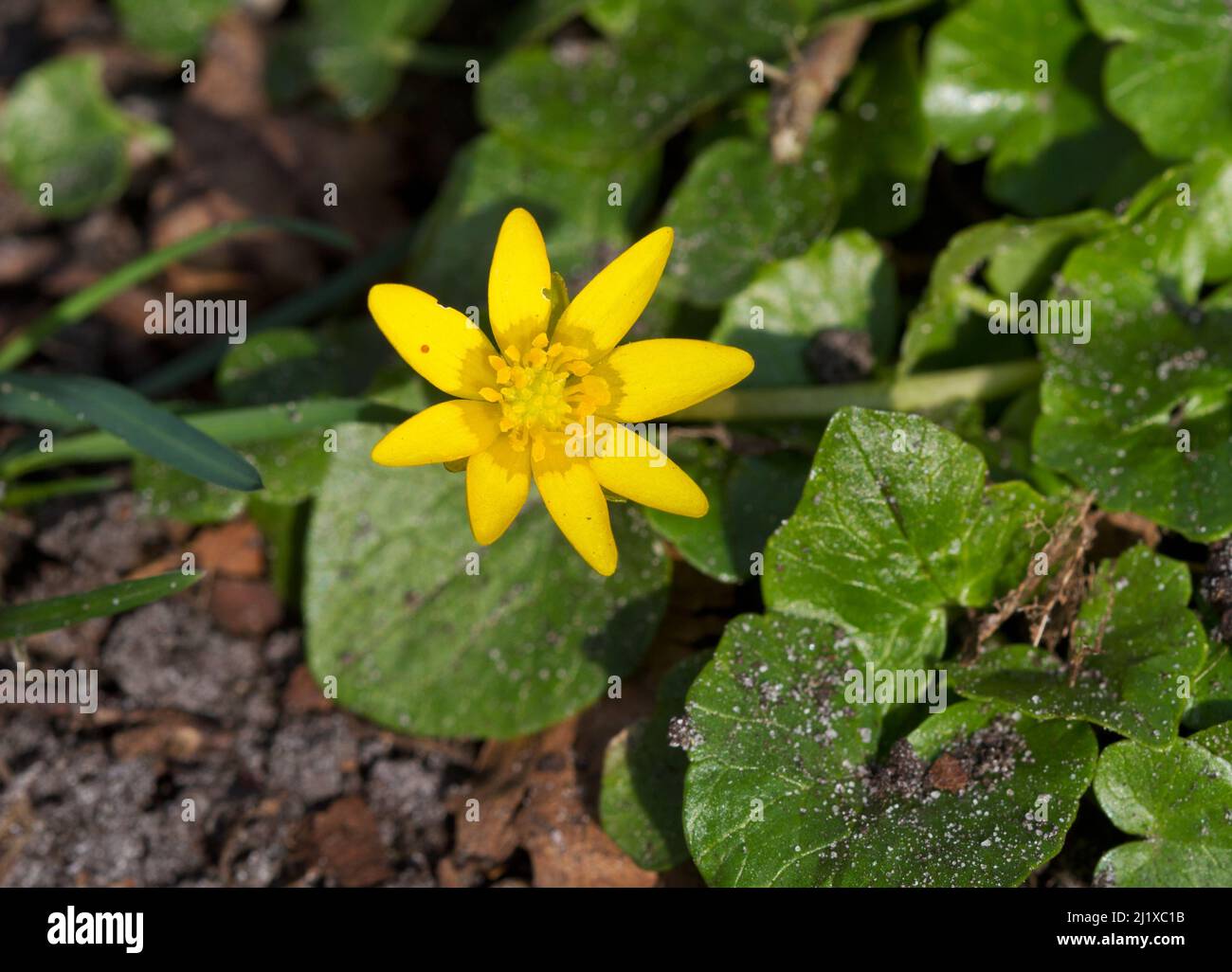 Lesser celandine, a beautiful yellow flower in early spring Stock Photo