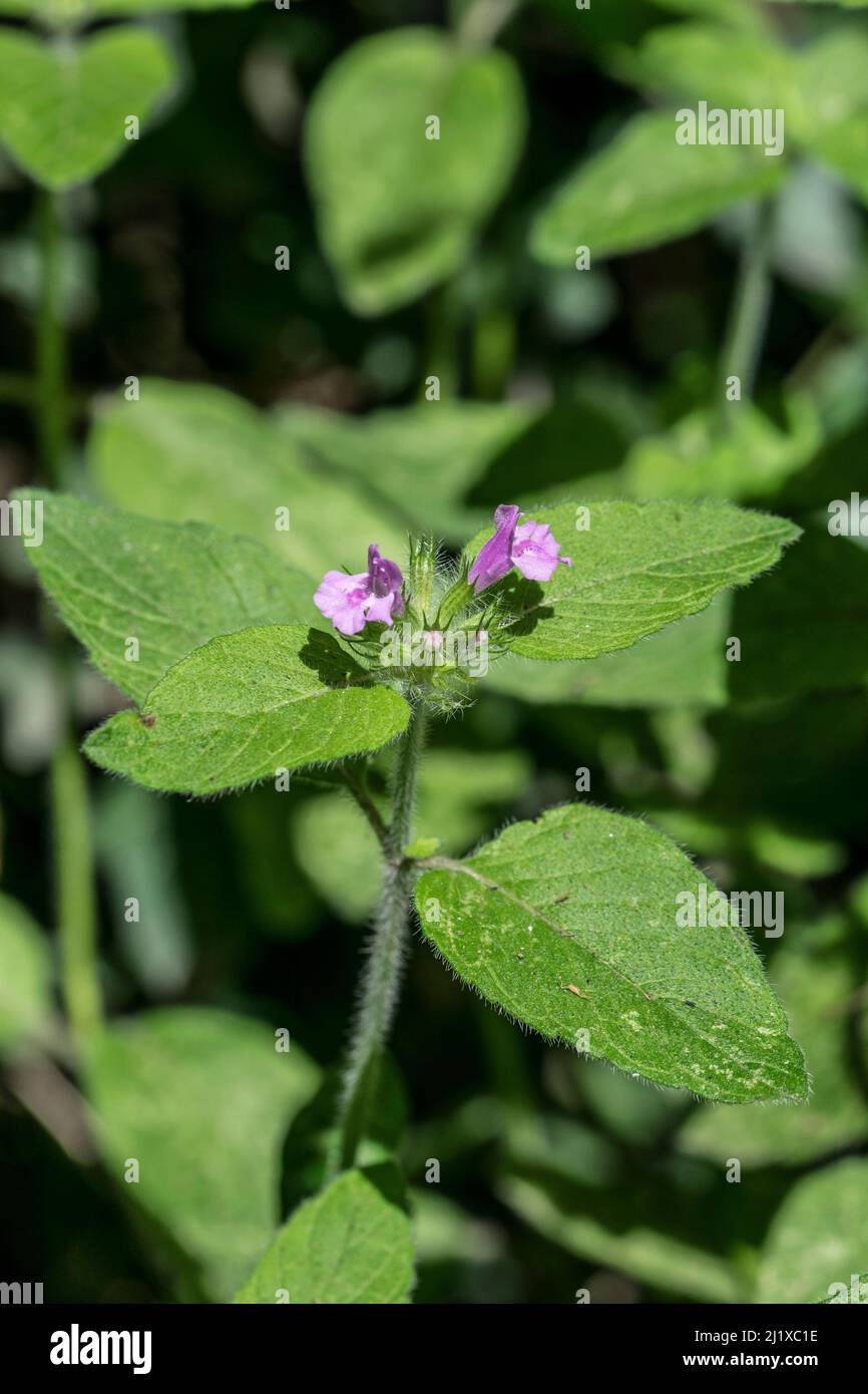 Wild basil Clinopodium vulgare growing in a hedgerow Stock Photo