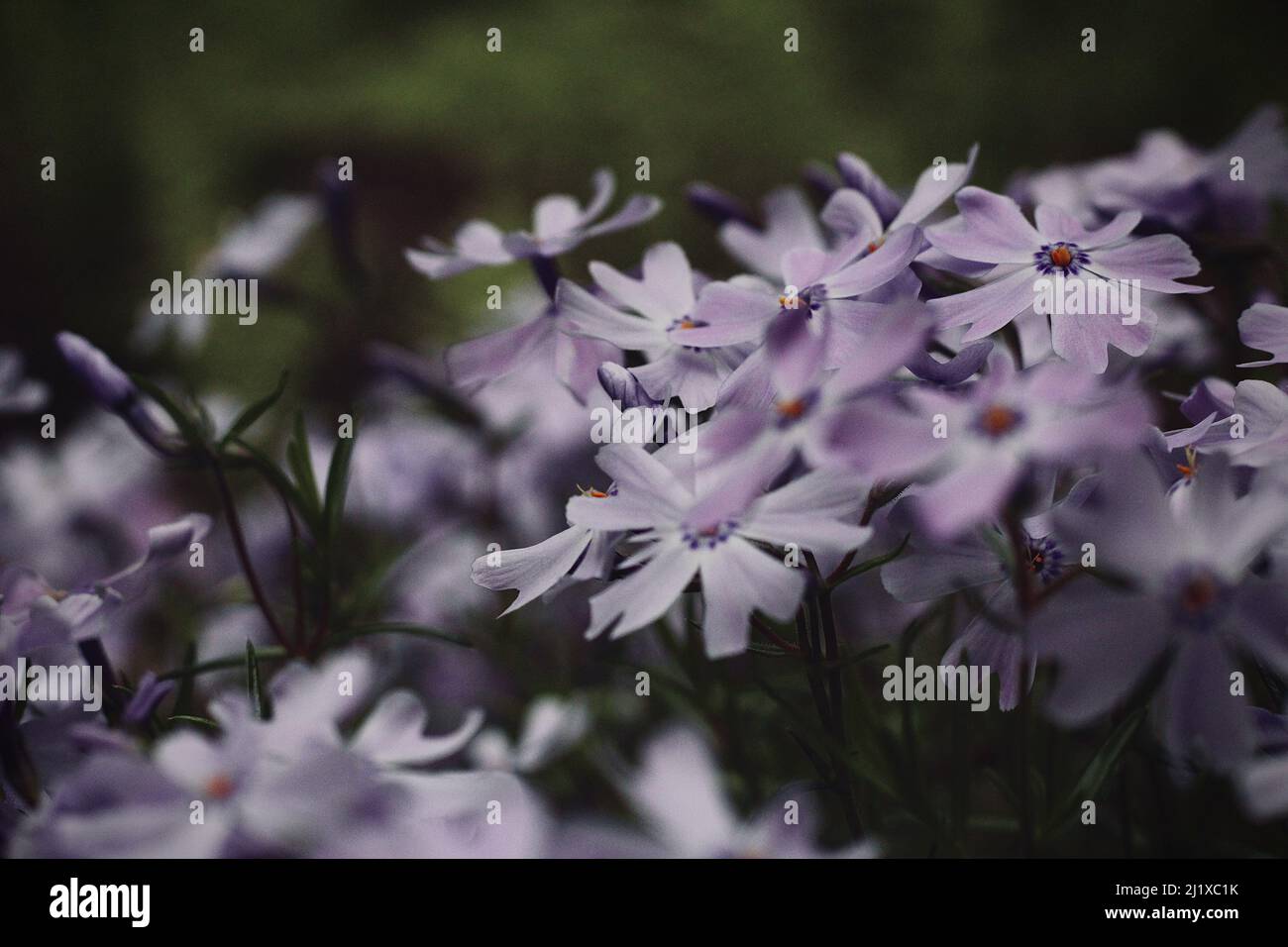 A selective focus shot of a Phlox Subulata with a blurry background Stock Photo