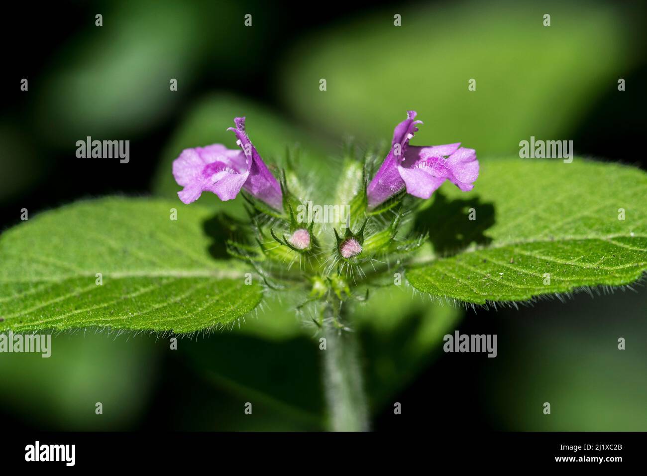 Wild basil Clinopodium vulgare growing in a hedgerow Stock Photo