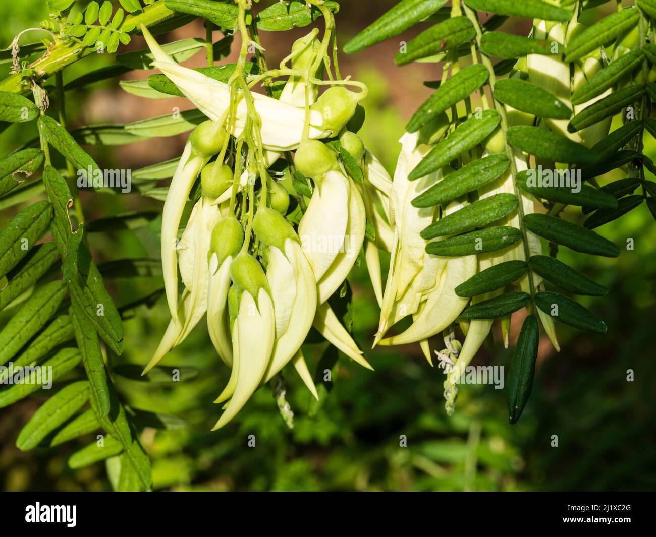 White flowers of the half hardy weakly climbing glory pea, Clianthus puniceus 'Alba' Stock Photo