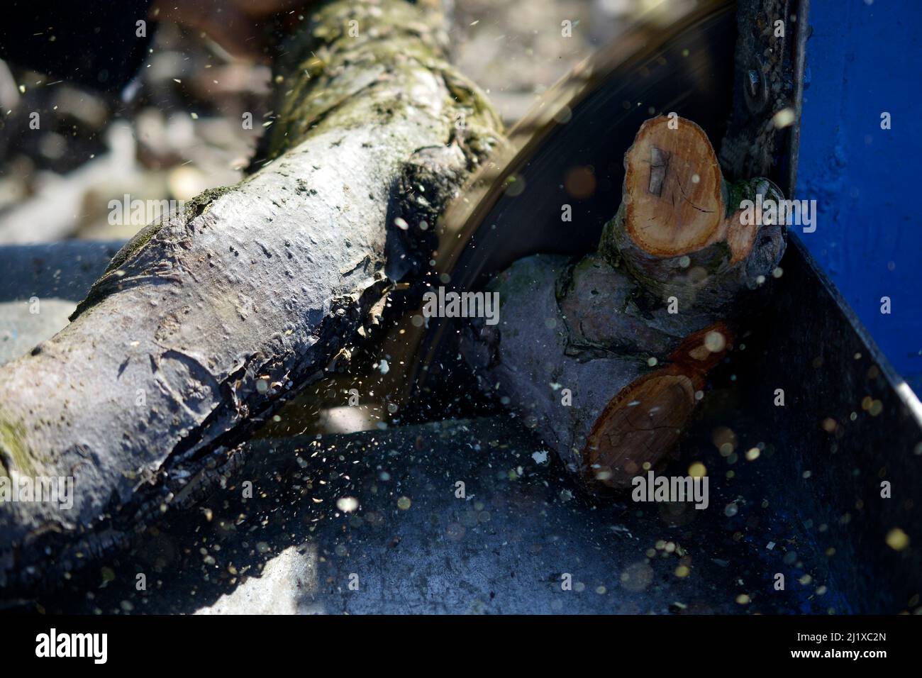 Sawing firewood with Circular saw blade Stock Photo Alamy