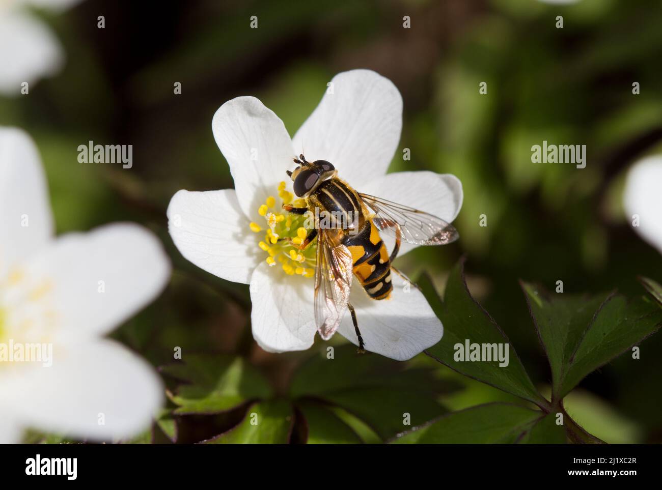 Hoverfly on stamens of Wood Anemone flower Stock Photo