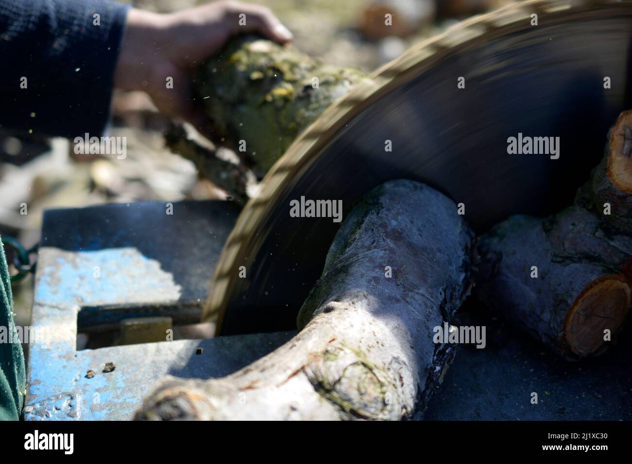 Sawing firewood with Circular saw blade Stock Photo Alamy