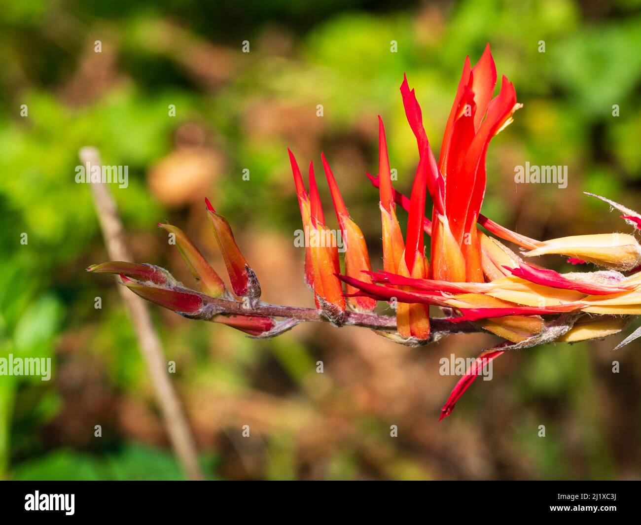 Red flowers in the spike of the tender terrestrial bromeliad from Ecuador, Pitcairnia bergii Stock Photo
