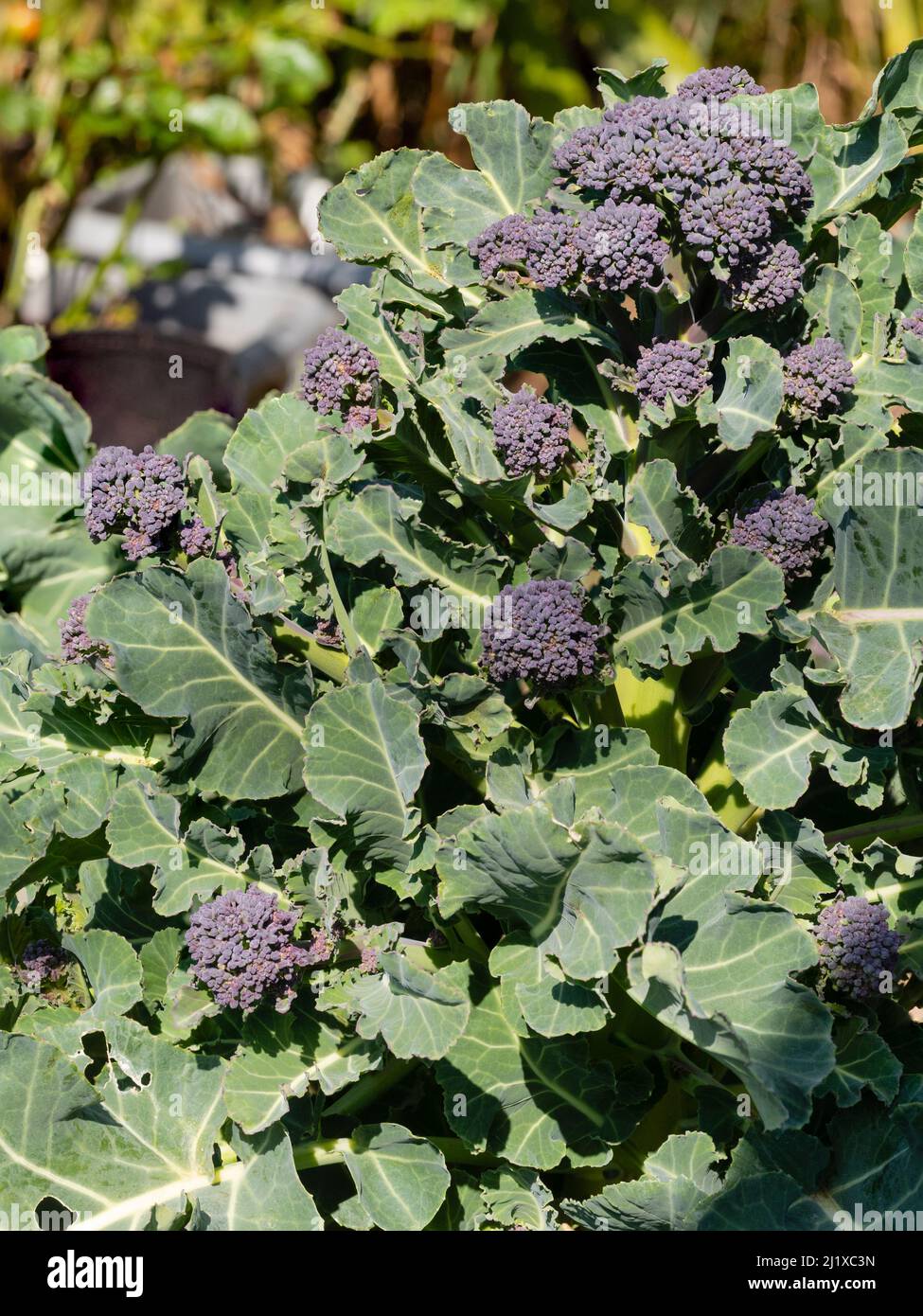 Edible buds and stems of the cold hardy early spring vegetable, Purple sprouting broccoli, Brassica oleracea var. italica Stock Photo