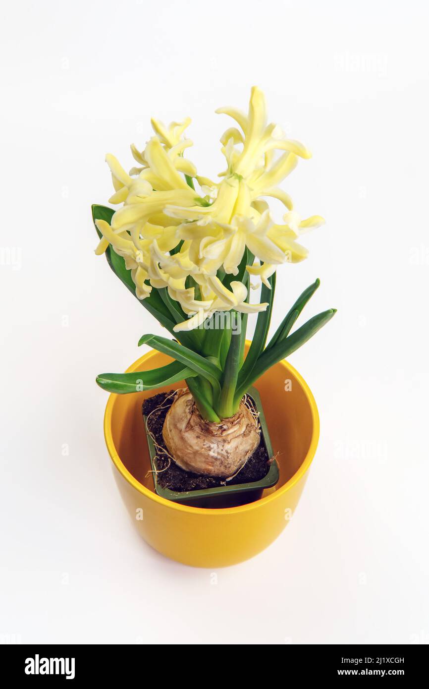Hyacinth Yellowstone blossoms. A plant in a decorative pot in yellow. A