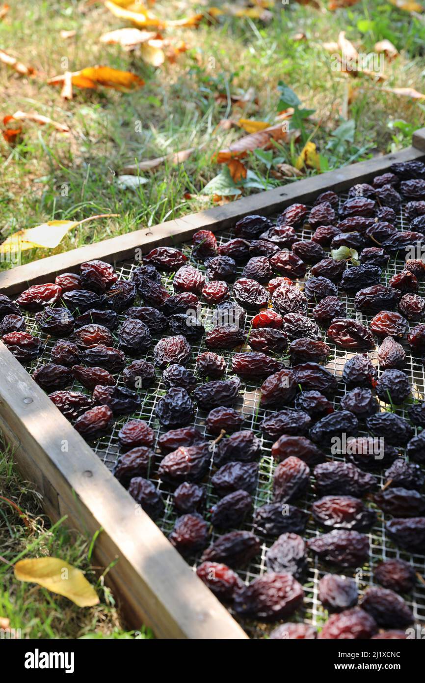 Cultivation of Agen prunes: Ente plum drying in crates after the harvest. The fruits are spread over trays to be dried Stock Photo