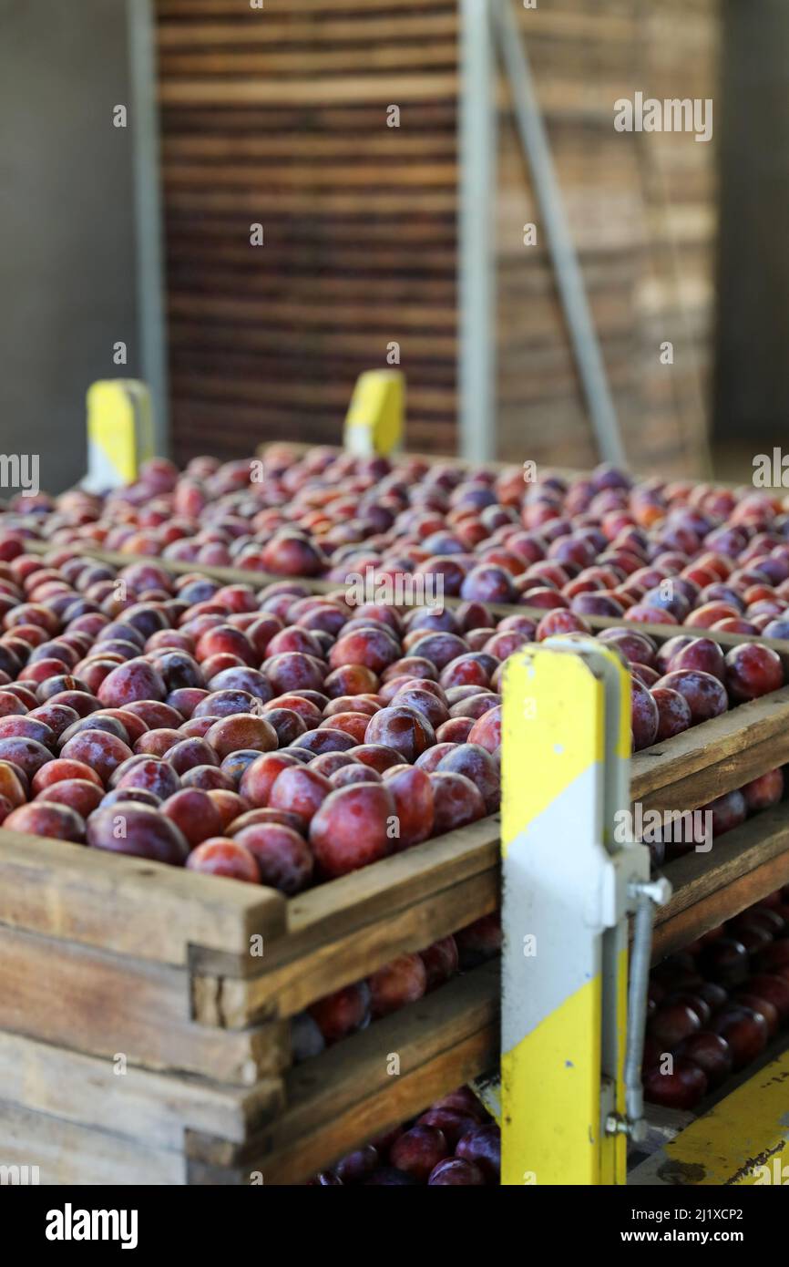 Cultivation of Agen prunes: orchard of Ente plum trees with ripe plums in crates during the harvest, between mid-August and mid-September Stock Photo