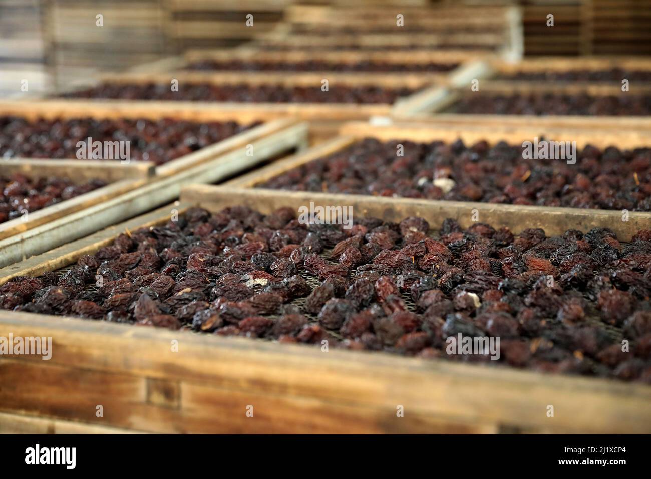 Cultivation of Agen prunes: Ente plum drying in crates after the harvest. The fruits are spread over trays to be dried Stock Photo