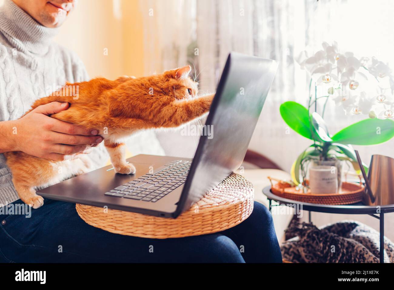 Man working online from home with pet using laptop. Ginger cat touching  screen with paw playing with image or videos on computer. Interrupting  while w Stock Photo - Alamy