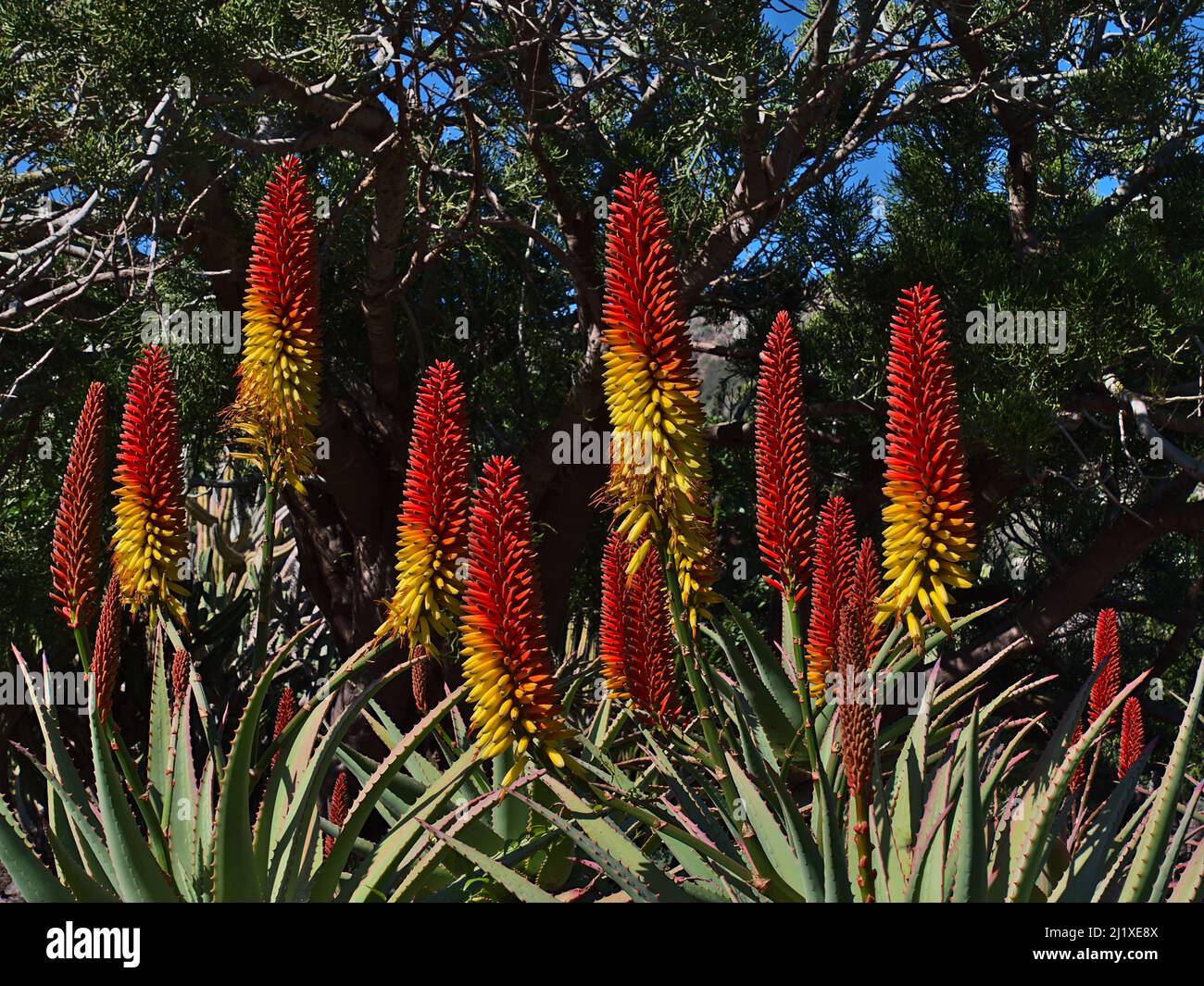 Close-up view of an Aloe mutabilis plant with green leaves and yellow and red colored blossom in winter season with tree in background on sunny day. Stock Photo