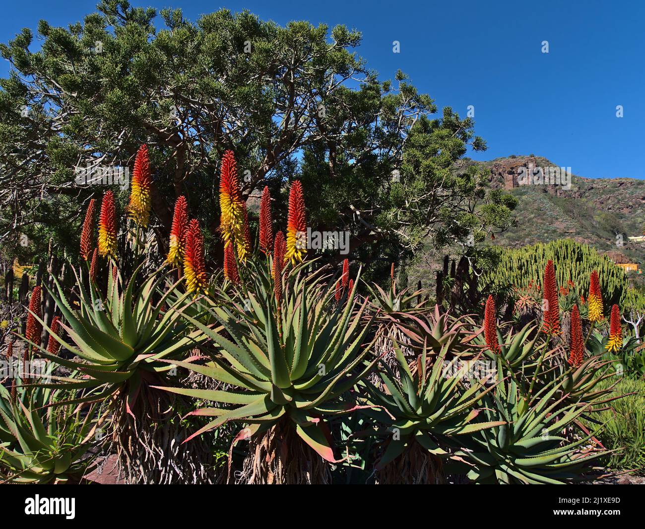 Beautiful view of an Aloe mutabilis plant with green leaves and yellow and red colored blossom on sunny day in winter season with blue sky. Stock Photo