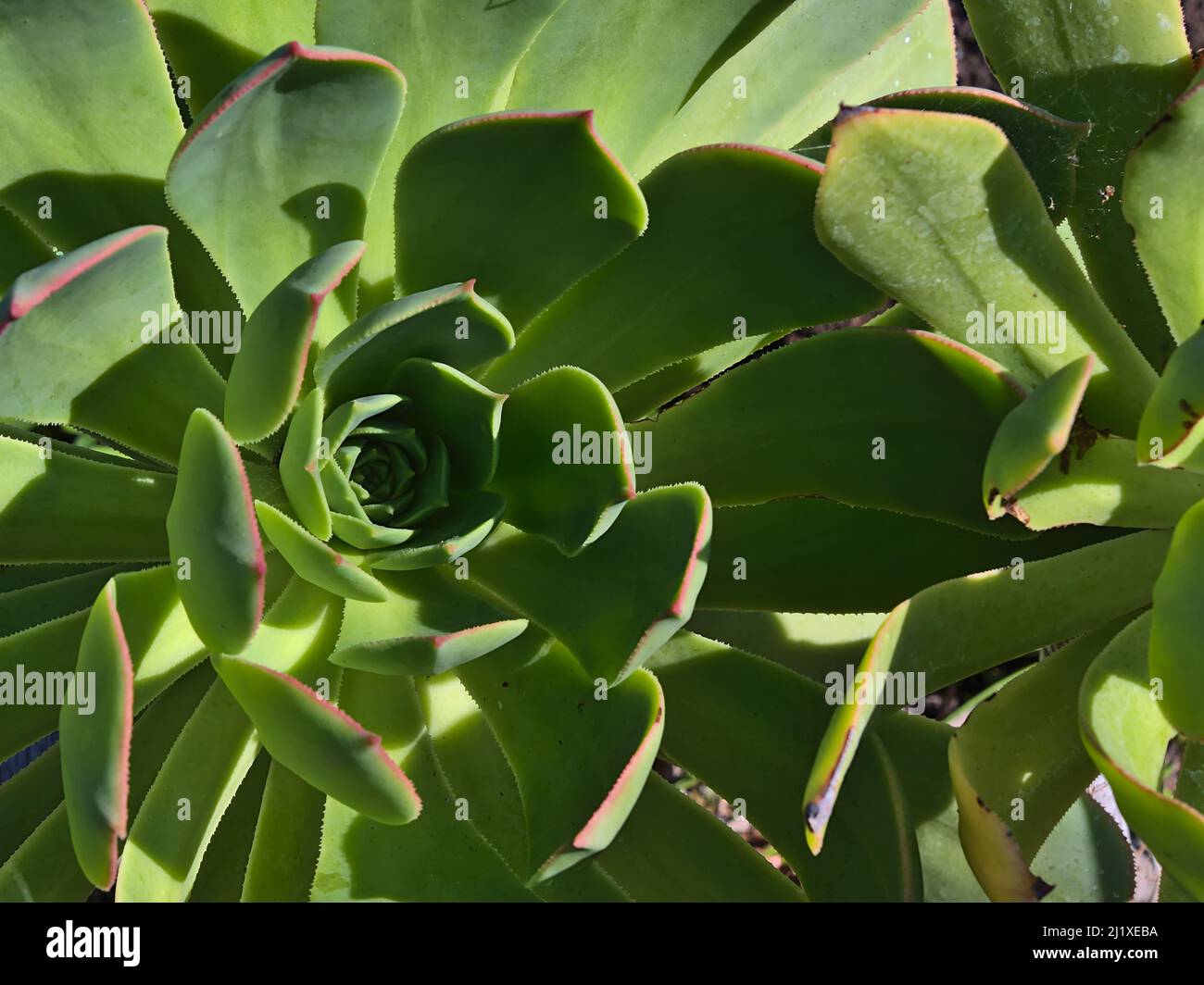 Close-up view of a beautiful Aeonium valverdense plant, endemic in the Canary Islands, with green patterned thick leaves viewed in Gran Canaria, Spain. Stock Photo