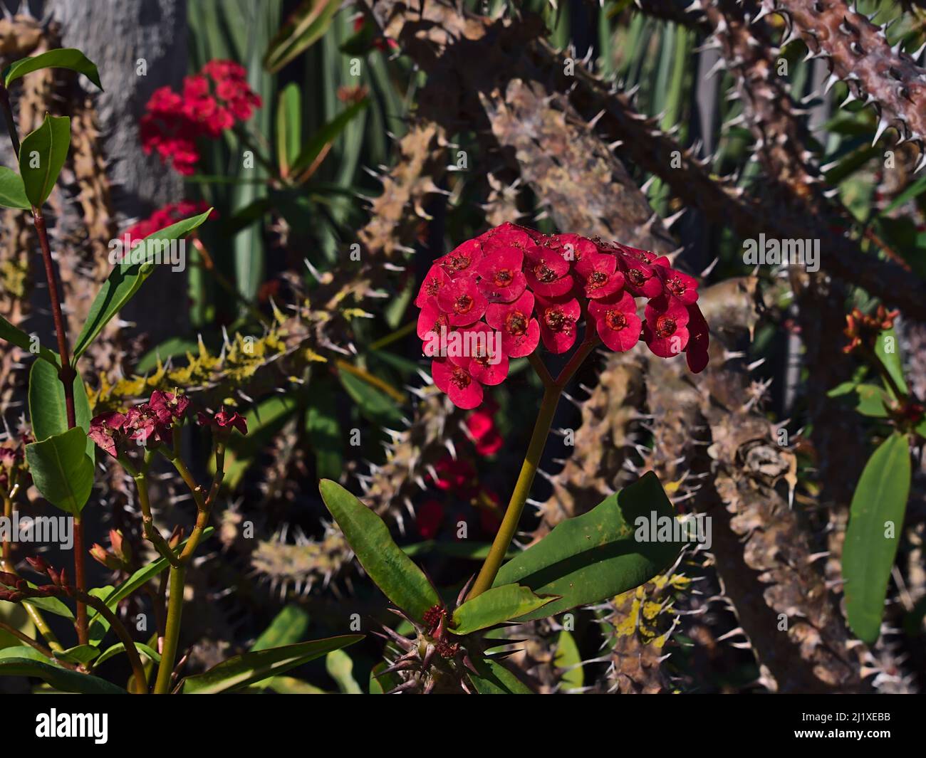Close-up view of a blooming Christ plant (Euphorbia milii, also crown of thorns) with green leaves, thorny branches and red flowers on sunny day. Stock Photo