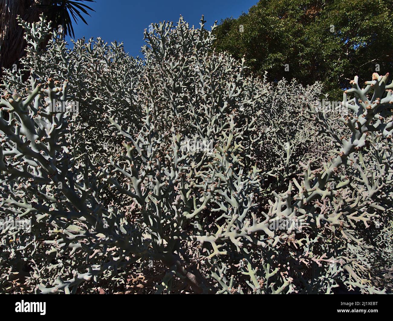 Closeup view of an Euphorbia stenoclada plant, native to Madagascar, with strongly branched leaves and a pattern of light and shadow on sunny day. Stock Photo